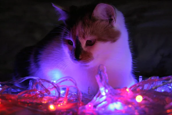 Gato Lindo Com Luzes Natal — Fotografia de Stock