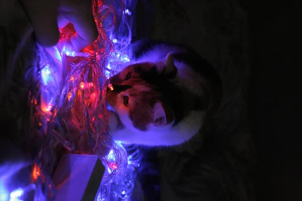크리스마스 조명을 스러운 고양이 — 스톡 사진