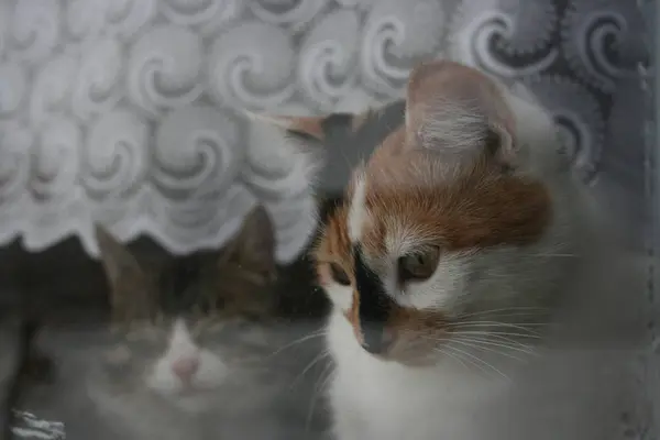 Симпатичная Кошка Над Окном — стоковое фото