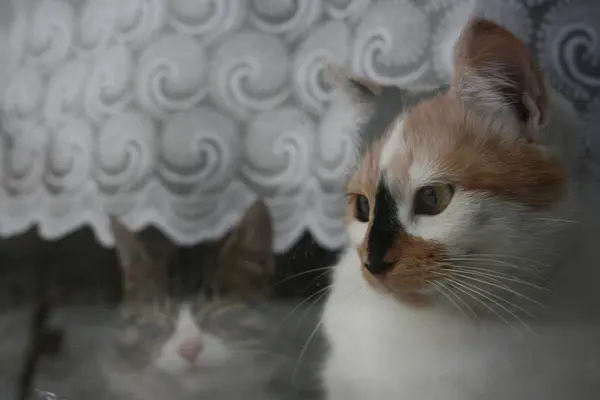 窗户上方一只可爱的猫 — 图库照片