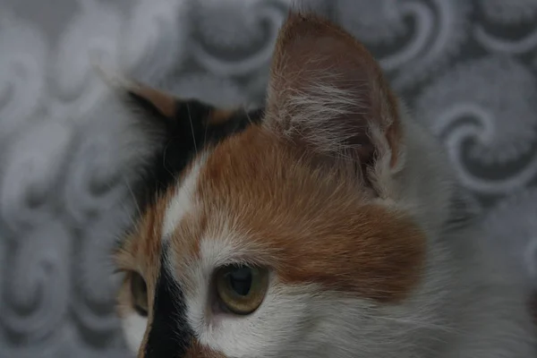 Симпатичная Кошка Над Окном — стоковое фото