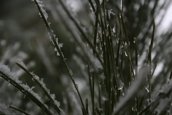 Árbol Verde Con Nieve Las Ramas — Foto de Stock