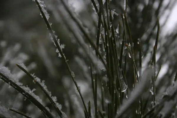 Arbre Vert Avec Neige Sur Les Branches — Photo