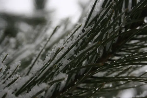 Ein Grüner Baum Mit Schnee Auf Den Ästen — Stockfoto