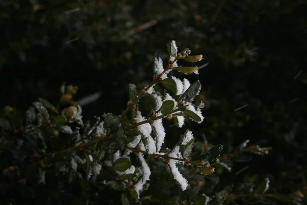 枝に雪のある緑の木 — ストック写真