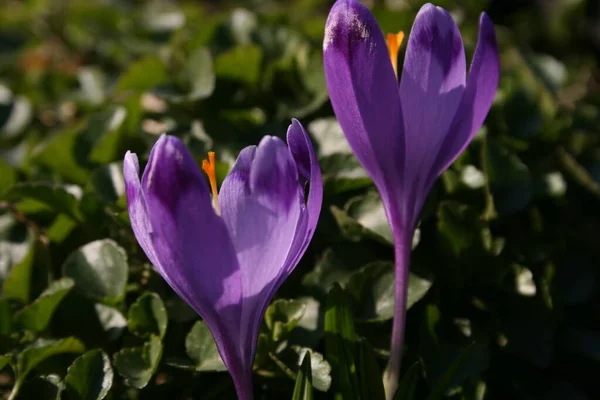 Crocos Roxos Jardim Primavera — Fotografia de Stock