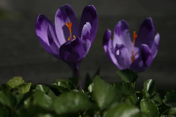 Los Azafranes Púrpuras Jardín Primavera —  Fotos de Stock