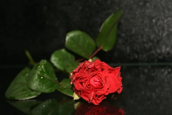 Красная Роза Каплями Воды Чёрном Фоне — стоковое фото