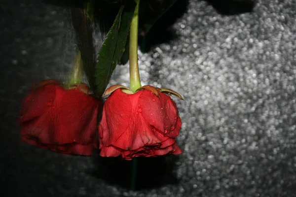 Red Rose Drops Water Black Background — Stock Photo, Image