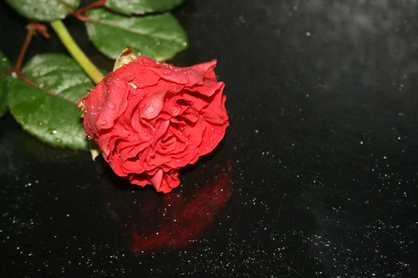 a red rose with drops of water on the black background