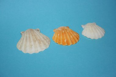 Mavi arka planda deniz kabukları
