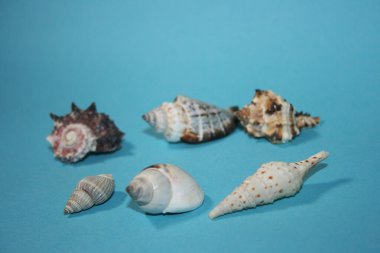 Mavi arka planda deniz kabukları