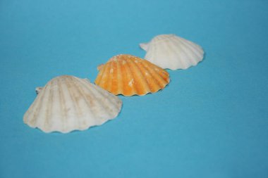 Mavi arka planda deniz kabukları