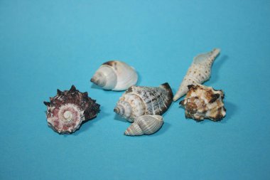Mavi arka planda deniz kabukları