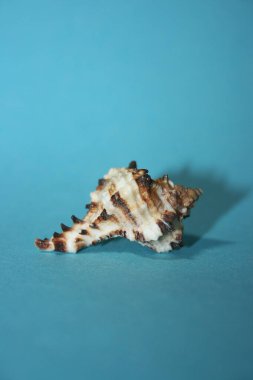 Mavi arka planda deniz kabukları