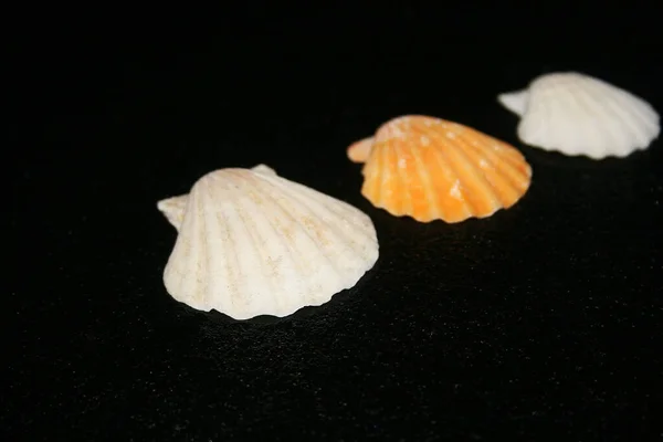 黑色背景上的海贝壳 — 图库照片