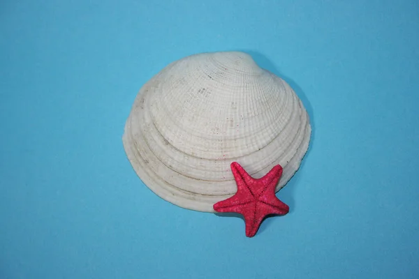 Sea Shells Blue Background — Stock Photo, Image