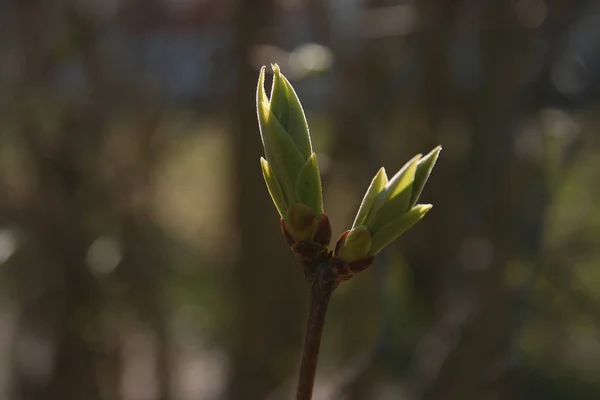 Die Grünen Knospen Den Zweigen Der Bäume Frühlingsgarten — Stockfoto