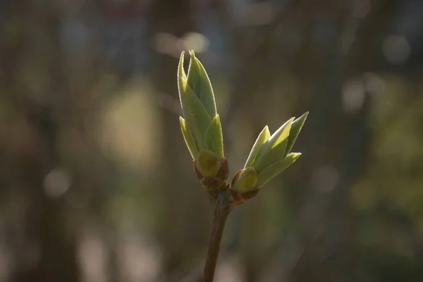 Зелені Бруньки Гілках Дерева Весняному Саду — стокове фото