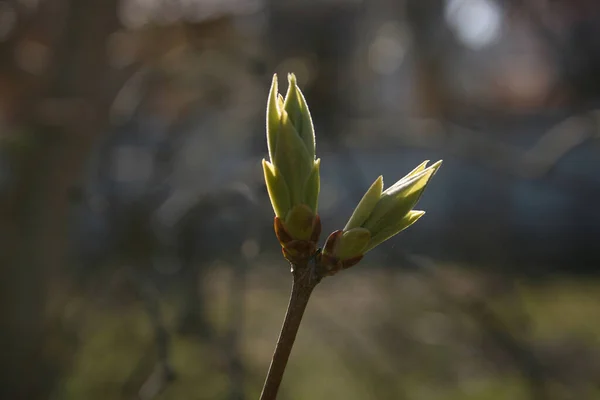 Botões Verdes Nos Galhos Árvore Jardim Primavera — Fotografia de Stock