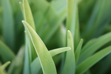 Bahar bahçesinde yeşil bir çimen