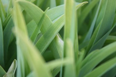Bahar bahçesinde yeşil bir çimen