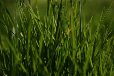 Bahar bahçesinde yeşil bir çimen