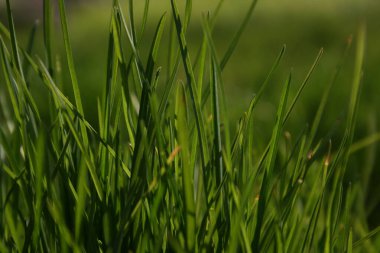 Bahar bahçesinde yeşil bir çimen