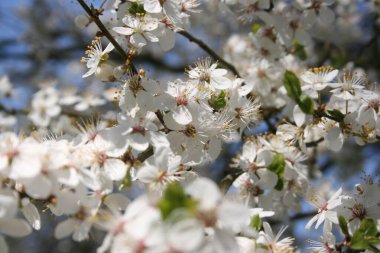 Bahar bahçesinde çiçek açan ağaçlar.