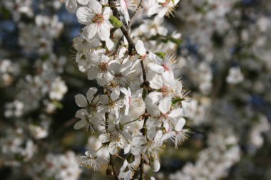 Bahar bahçesinde çiçek açan ağaçlar.