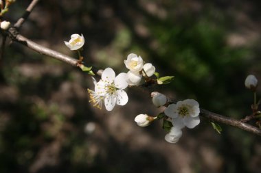 Bahar bahçesinde çiçek açan ağaçlar.