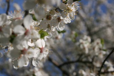 Bahar bahçesinde çiçek açan ağaçlar.
