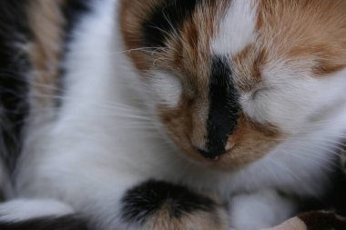 Bahçedeki sevimli bir kedi resmi.