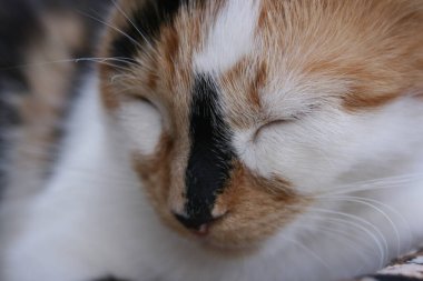 Bahçedeki sevimli bir kedi resmi.