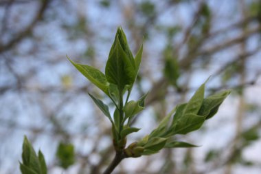 Ağacın dallarında taze tomurcuklar.