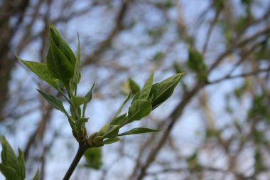 Ağacın dallarında taze tomurcuklar.