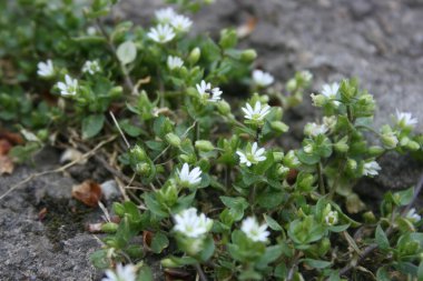 Bahar bahçesinde çiçek açan ağaçlar.