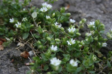 Bahar bahçesinde çiçek açan ağaçlar.