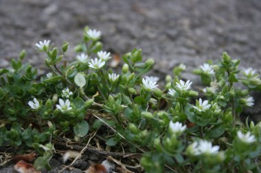 Bahar bahçesinde çiçek açan ağaçlar.