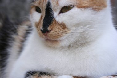 Bahçedeki sevimli bir kedi resmi.