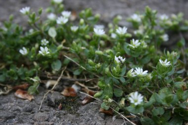 Bahar bahçesinde çiçek açan ağaçlar.