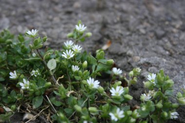 Bahar bahçesinde çiçek açan ağaçlar.
