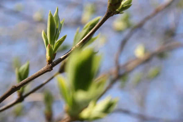 Zielone Świeże Pąki Gałęziach Drzew — Zdjęcie stockowe