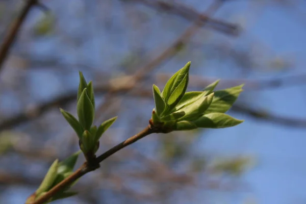 Les Bourgeons Verts Frais Sur Les Branches Arbre — Photo