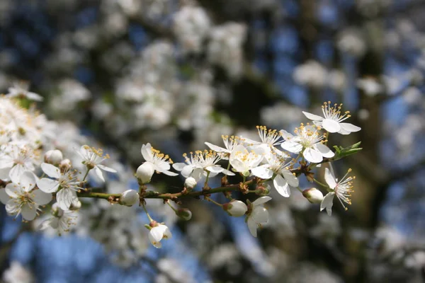 Una Fioritura Alberi Giardino Primavera — Foto Stock