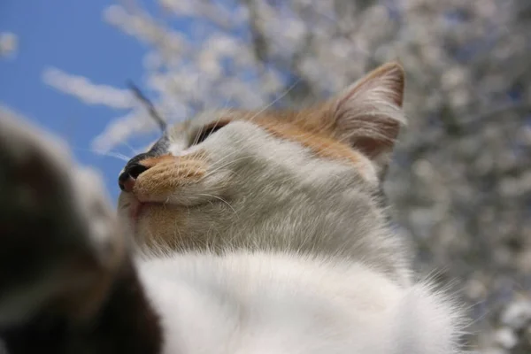 Uma Imagem Gato Bonito Jardim — Fotografia de Stock