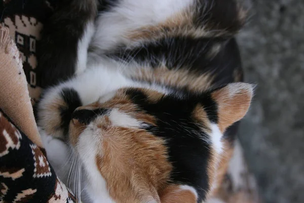 Ein Bild Der Süßen Katze Garten — Stockfoto