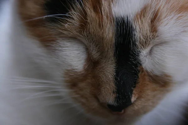 Una Foto Gato Lindo Jardín —  Fotos de Stock