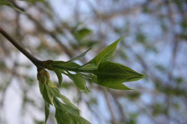 树枝上的绿色嫩芽 — 图库照片