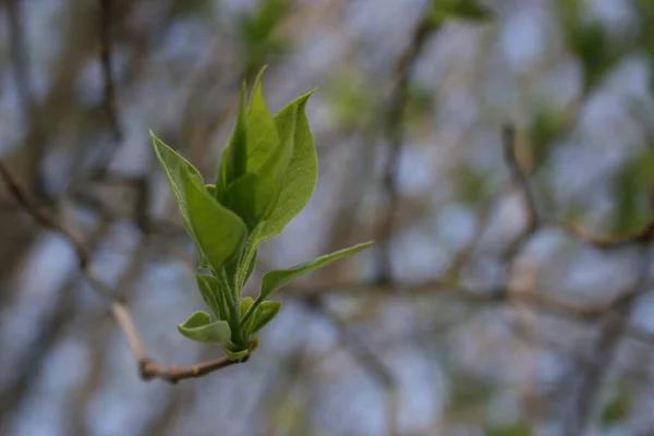 Die Grünen Frischen Knospen Auf Den Ästen Des Baumes — Stockfoto